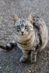 Naklejka na ściany i meble A gray striped cat with green eyes sits on the gray asphalt and looks up.