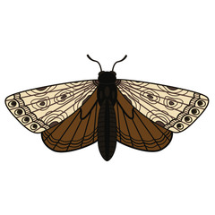 Butterfly Night Butterfly. Insects. Simple vector illustration.