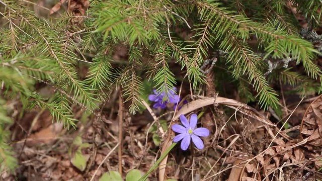 Flower - Blue flower grows in the forest. This flower is a harbinger of spring. Beautiful early spring.