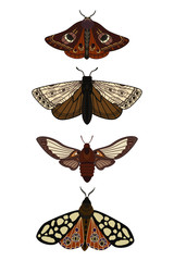 Butterfly. Seth night moths. Insects. Simple vector illustration. - obrazy, fototapety, plakaty