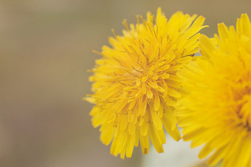 Bouquet of yellow dandelions in a glass of water standing on the edge of balcony