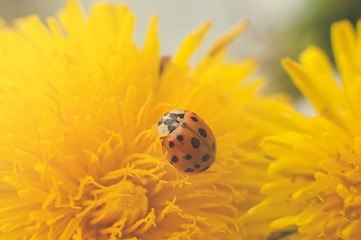Red ladybug sitting on a bouquet of yellow dandelions.