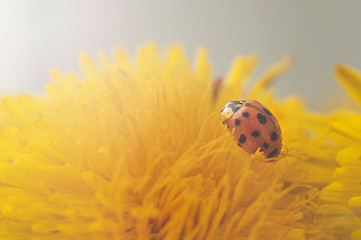 Red ladybug sitting on a bouquet of yellow dandelions.
