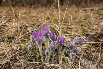 nature, forest, flora, spring, day, earth, last year's, foliage, young, green, grass, flowers,...