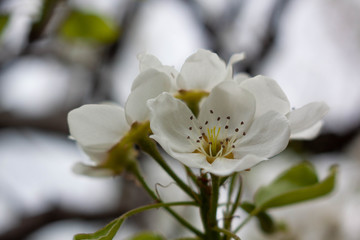 apple tree flowers