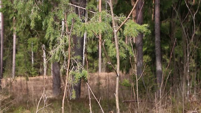 Video - Spring forest in sunny weather. Beautiful birdsong.