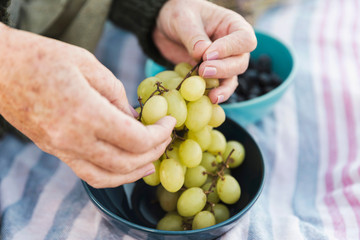 Hands holding fresh grapes in bowls outdoors