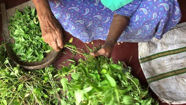 Woman separating leaves from jute plants as vegetables