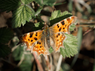 Obraz premium Colourful butterfly on a leaf