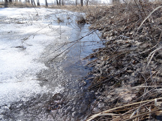 frozen puddle in the forest in spring