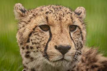 portrait of a cheetah