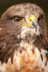 close up of a Jackal Buzzard