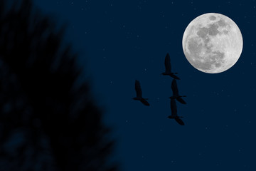 Full moon on the sky with silhouette birds and tree.