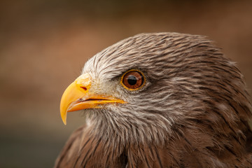 yellow-billed kite close up portrait