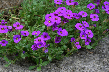 
Flowers in the spring garden