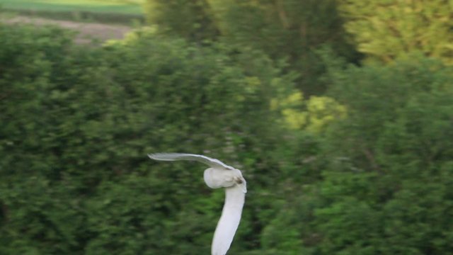 Barn owl (Tyto alba) flying above meadow, Compton Abbas, Dorset, UK