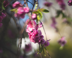 bee on pink flower