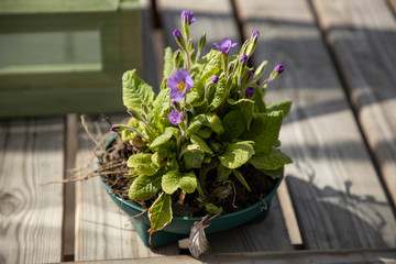 Flowering plant Primula in the garden