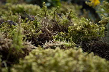 A lot of bright green moss