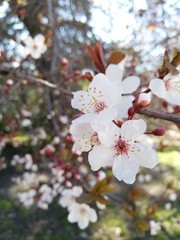 Almond tree flowers at Retiro's park