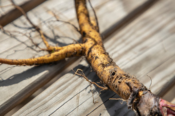 Rhubarb root on a wooden table in the garden