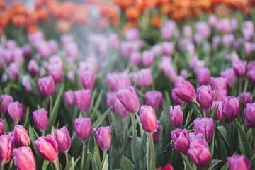 Obraz premium Beautiful tulips in the garden. vintage tone