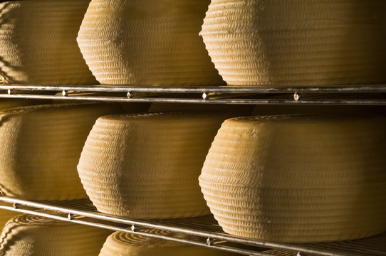 Forme di pecorino in stagionatura dentro un caseificio