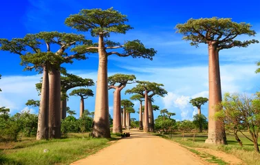 Rolgordijnen Baobab Highway, Madagascar, Afrika © KENTA