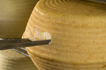 Forma di pecorino al controllo stagionatura