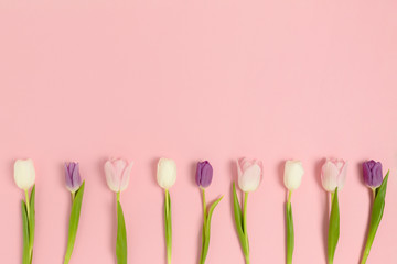 Frame made of tulip flowers on a pink pastel background. Floral spring layout with copy space.