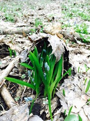primroses in the forest last year's autumn foliage
