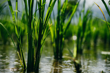 Obraz premium Close up of young green paddy rice field