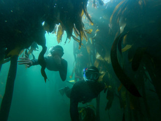 two people diving through kelp forest