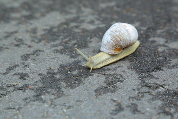 Yellow snail on the black asphalt road.