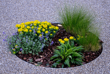 flowerbed perennials in a circular flowerbed of grass and yellow flowers Euphorbia polychroma...