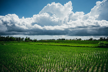 Scenic cloudy sky over rice fields terraces