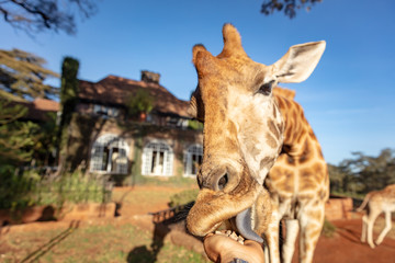 Rothchild's Giraffe being hand-fed