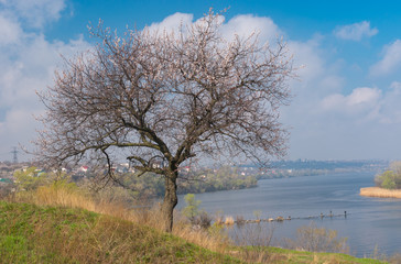Lonely apricot tree on a hilly Dnipro riverside at flowering time against blue spring sky