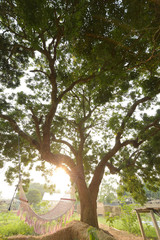 Landscape the big tree with nature background