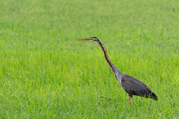 Stalking Purple heron