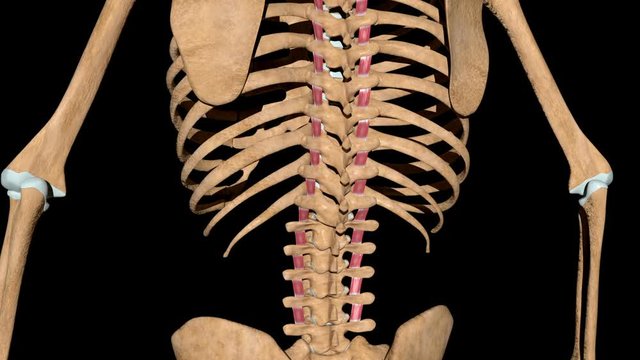 Intertransversarii Muscles on Skeleton