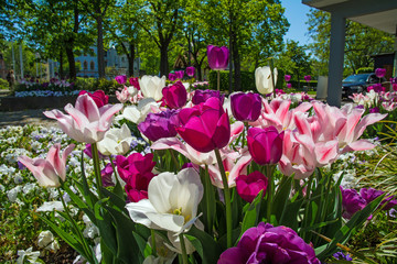 frühling am rheinufer bei bingen