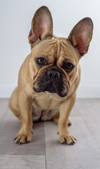 Brown french bulldog watching on the camera