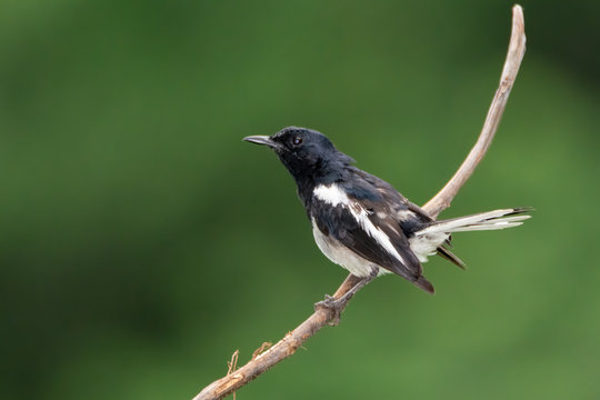 Oriental Magpie-Robin on a perch