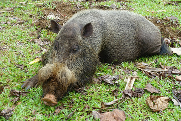 Bartschwein im Bako Nationalpark, Sarawak, Borneo, Malaysia