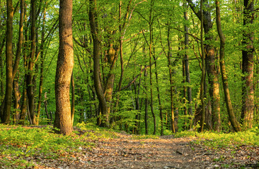 Obraz premium Spring fresh forest in the rays of the setting sun.