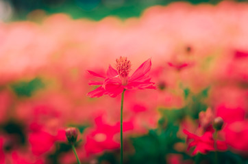 Red cosmos flower for red love background