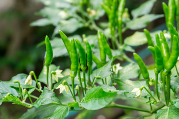 Chili in green red and orange color over the blur background,