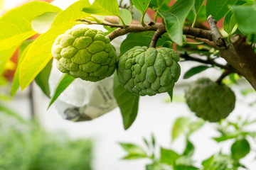 Sugar apple flower, The flower of sweet fruits of Thailand