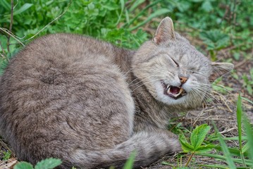 Naklejka na ściany i meble one big gray cat lies on the ground and in green grass and yawns